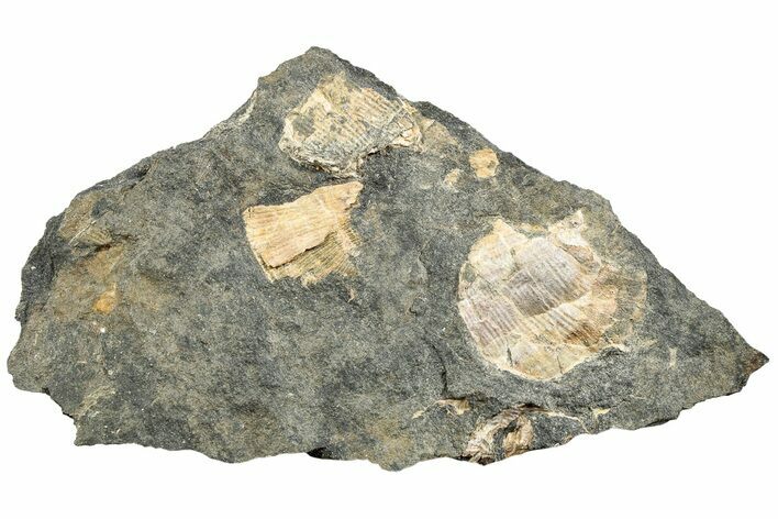 Pennsylvanian Fossil Brachiopod Plate - Kentucky #224678